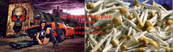 шишки Магас